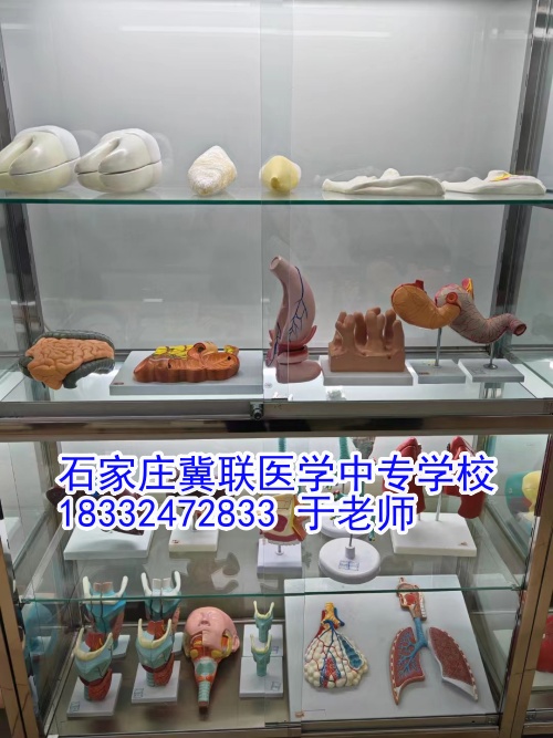 石家庄冀联医学中等专业学校2024年报名人数